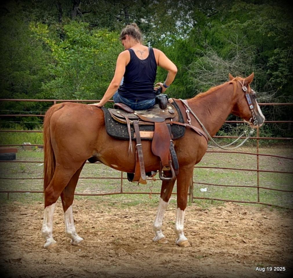 Cooper Amazing Beginners Horse