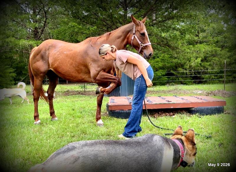 ❤️Mocha❤️Mare with a Story Still Being Written 🌟