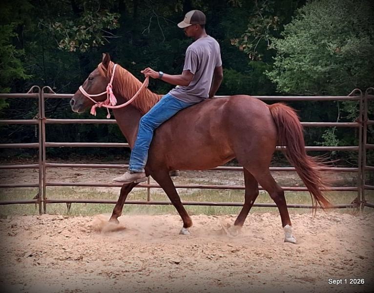 💚🐴 Cricket • Kid Safe & Beginner Safe Family Mare💚