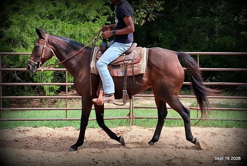 💚 Cat | Kid & Beginner Safe Family Trail Mare