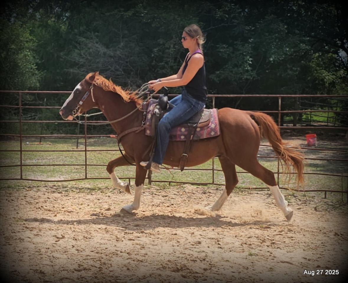 Cooper Amazing Beginners Horse