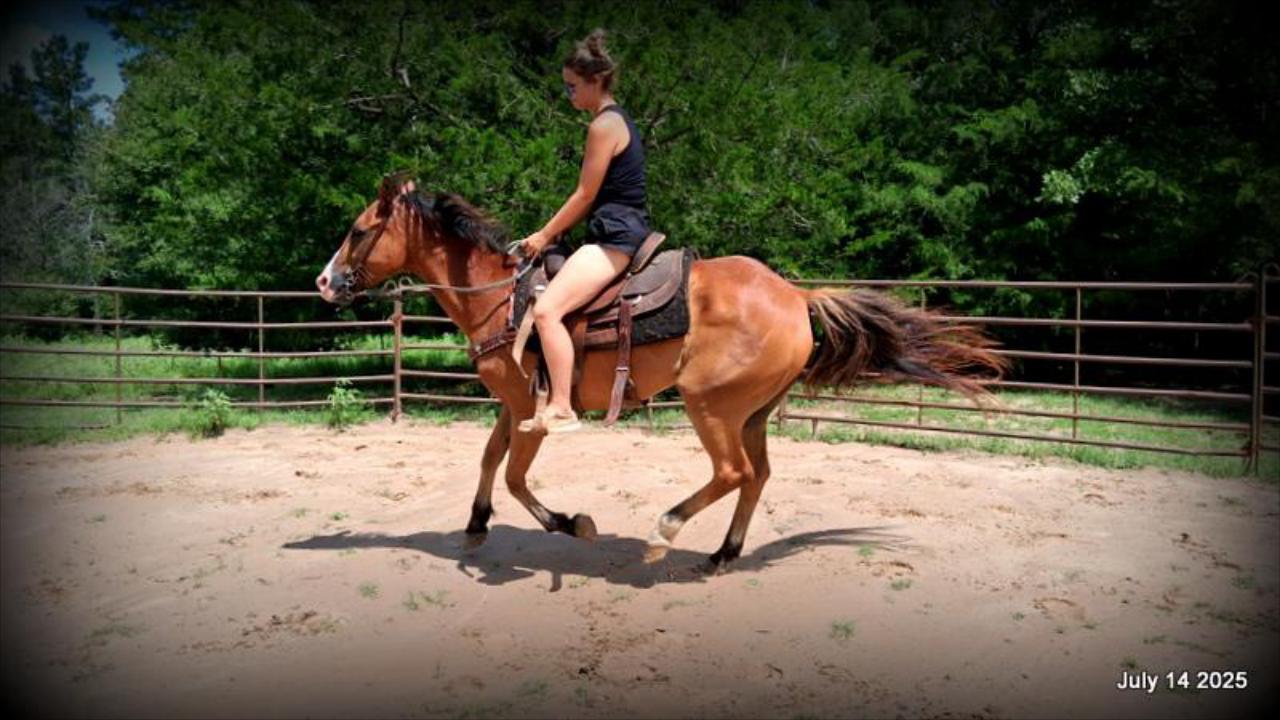 Bailey – Sweet Bay Gelding with a Heart of Gold