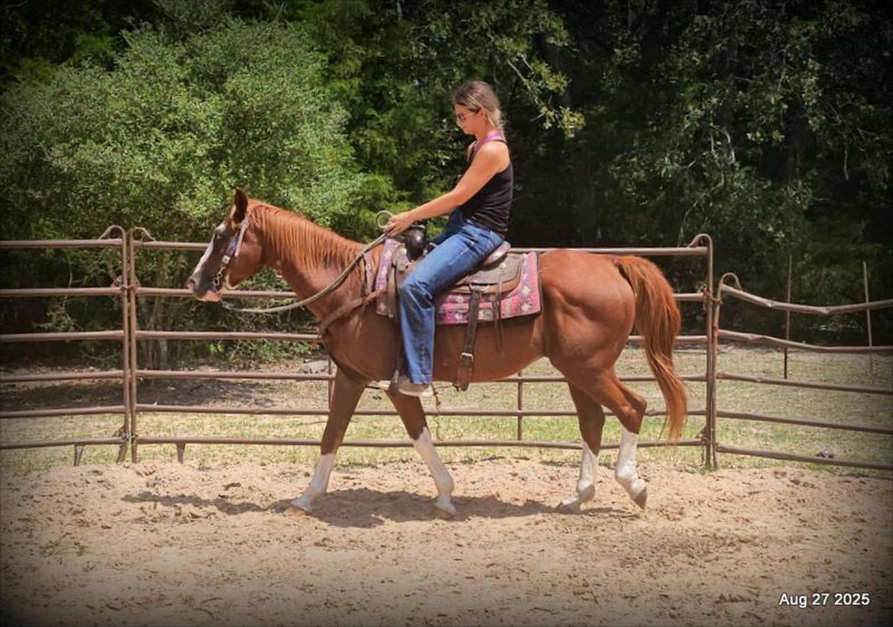 Cooper Amazing Beginners Horse