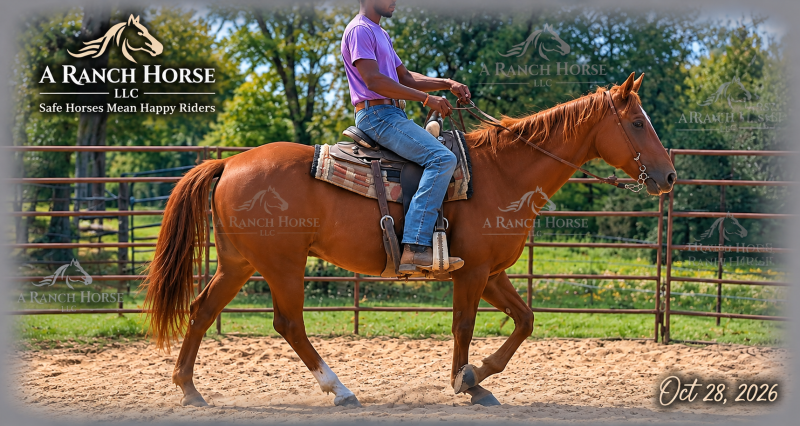 💚 BEAU 💚 THE BEAUTIFUL FAMILY-SAFE TRAIL GELDING