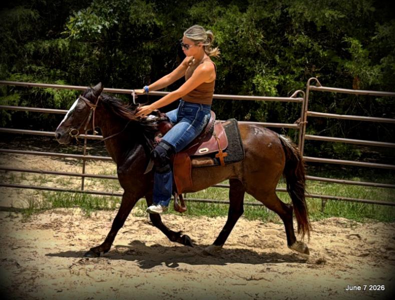 💛Bugs💛Smooth-Gaited Trail Mare 🌟