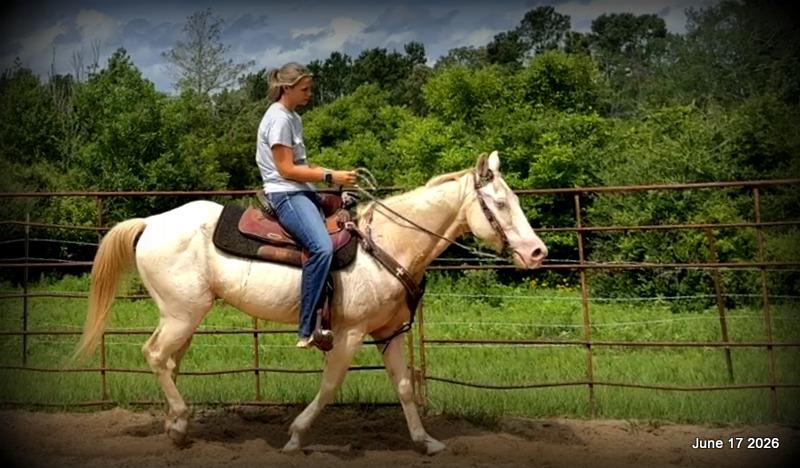 💚Prince💚Meet Prince: Your Dream Riding Partner! 👑