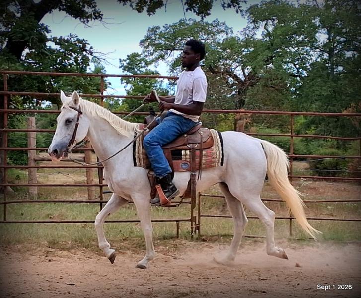 💛 🐴 Wisp • Beginner Safe, Smooth & Gentle Trail Mare 💛