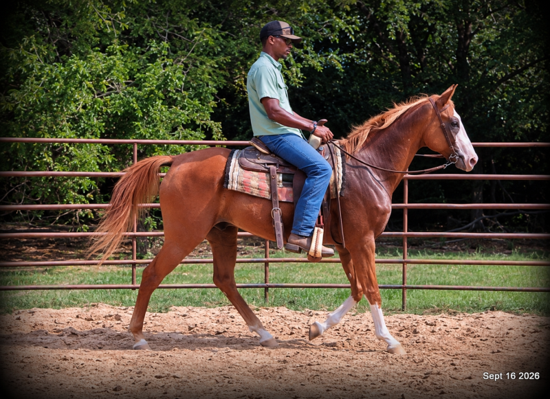 💚 Rocky | Kid-Safe Family Trail Gelding