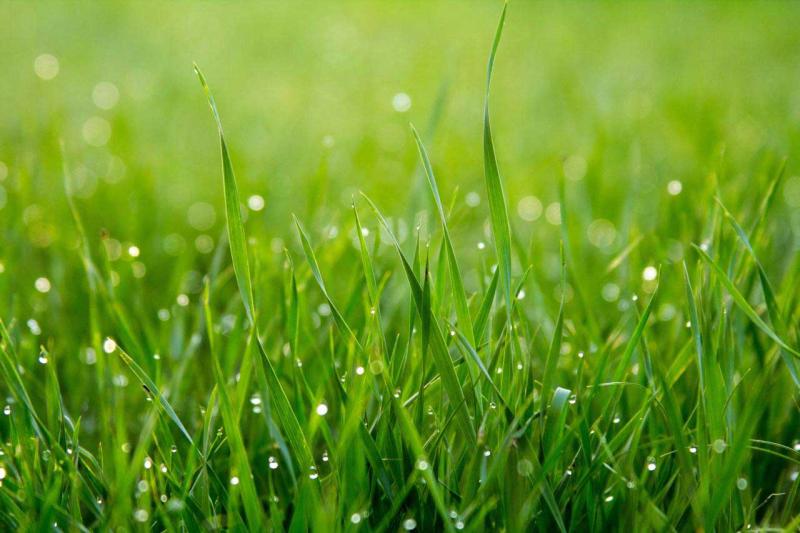 Lawn Treatments&nbsp;