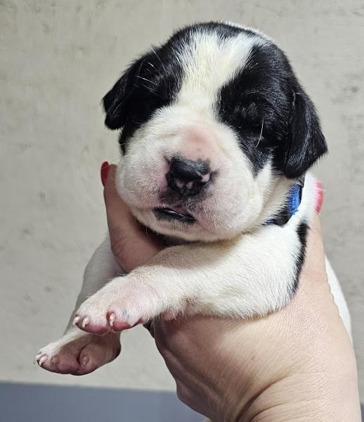 Piebald Male Blue Collar (SOLD)