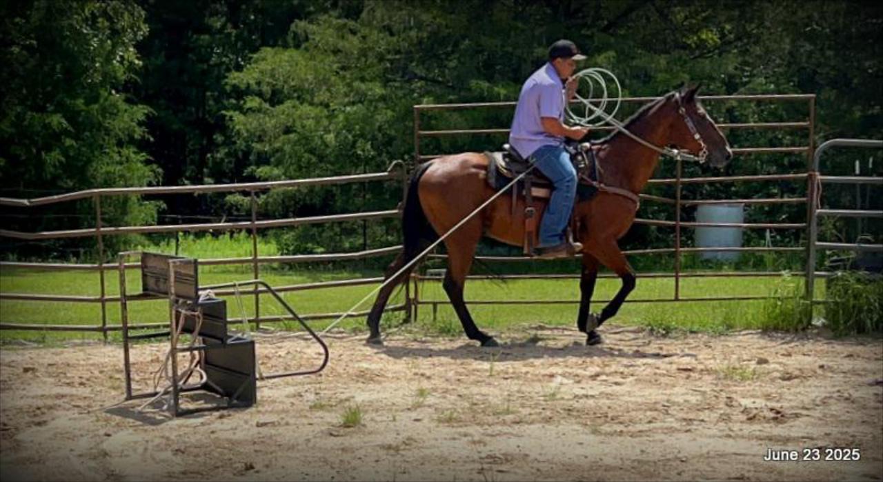 Sammy – A Comeback Story with a Heart of Gold