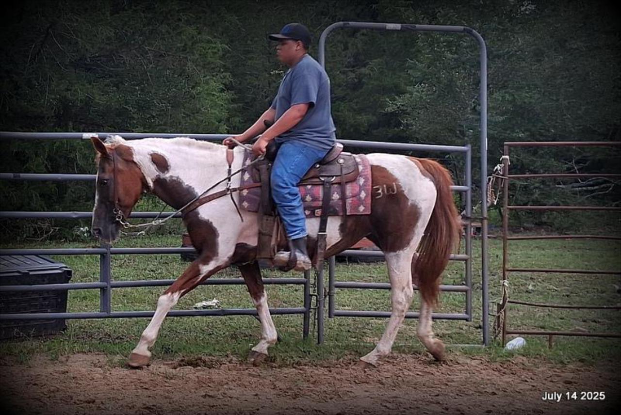 Jazzy – Beautiful Paint Mare with a Heart of Gold