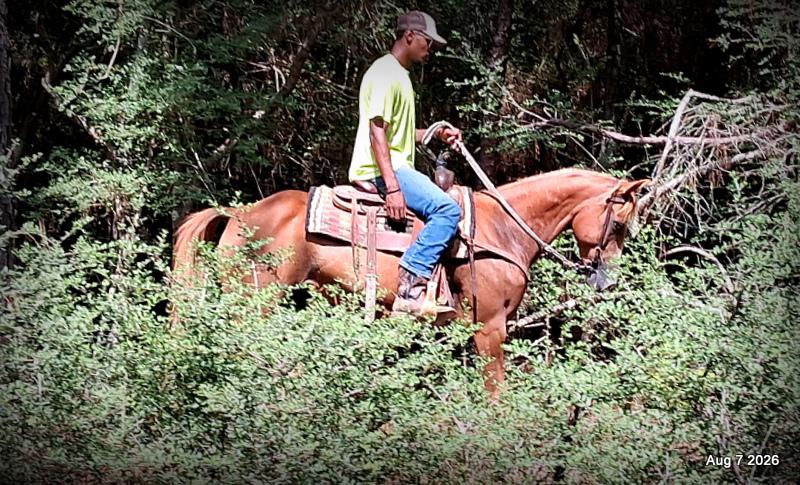 💚Blair • Beginner Safe, Seasoned Trail Mare💚