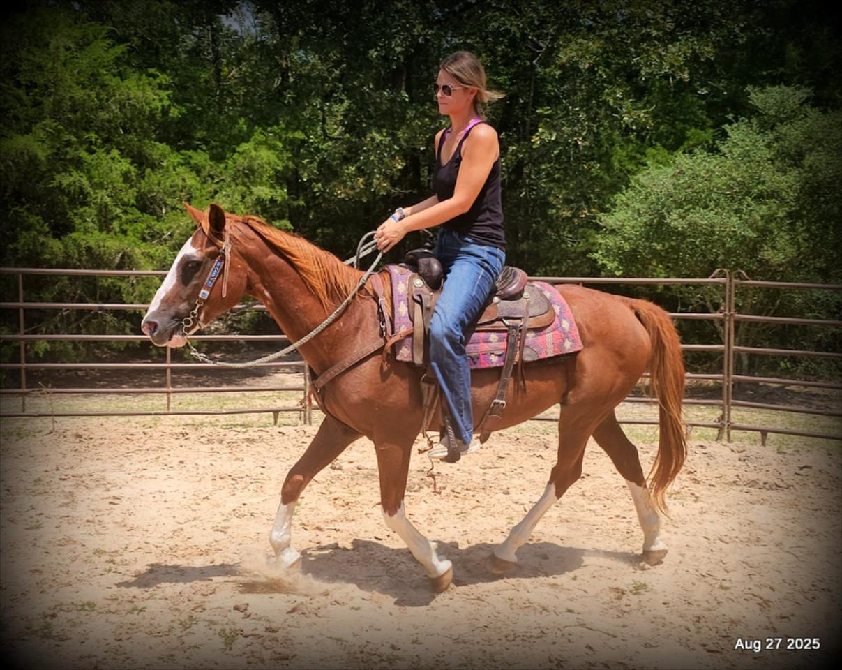 Cooper Amazing Beginners Horse