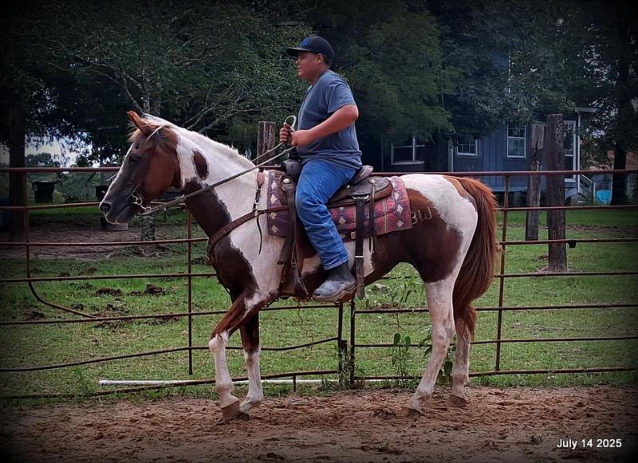 Jazzy – Beautiful Paint Mare with a Heart of Gold