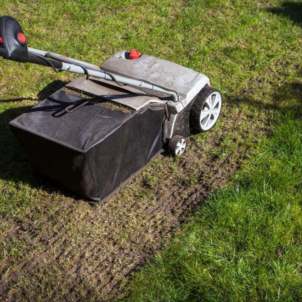 Aeration & Overseeding