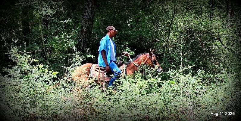 💚Sable • Beginner Safe & Family Safe Mare💚