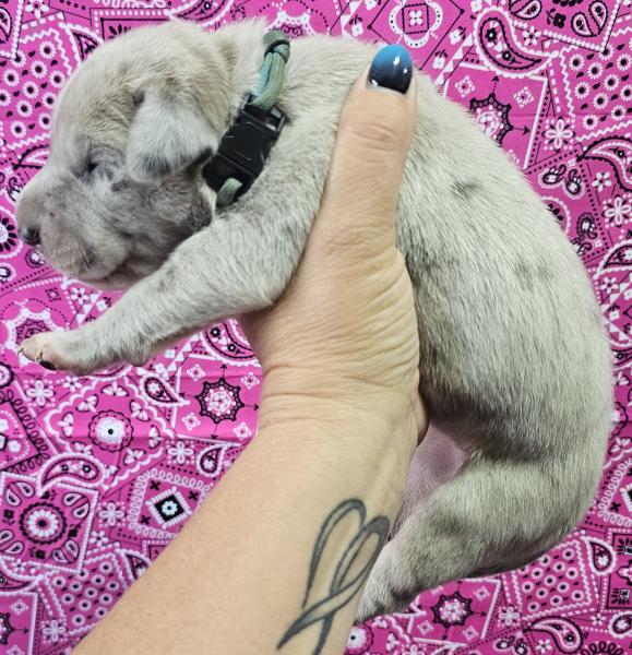 Blue Merle Female Teal Collar