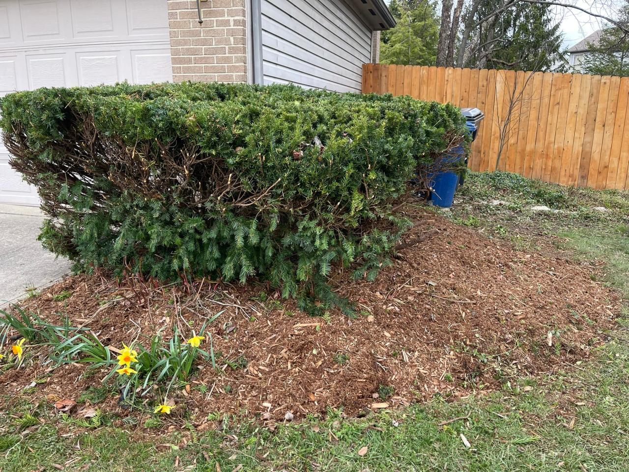 Bush/Shrub Trimming