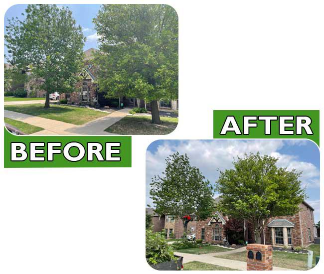 Tree Removal & Trimming