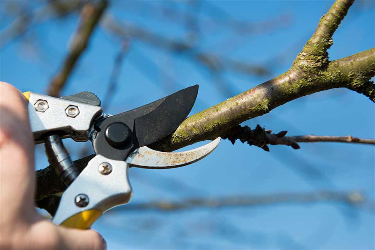 Tree Trimming & Pruning