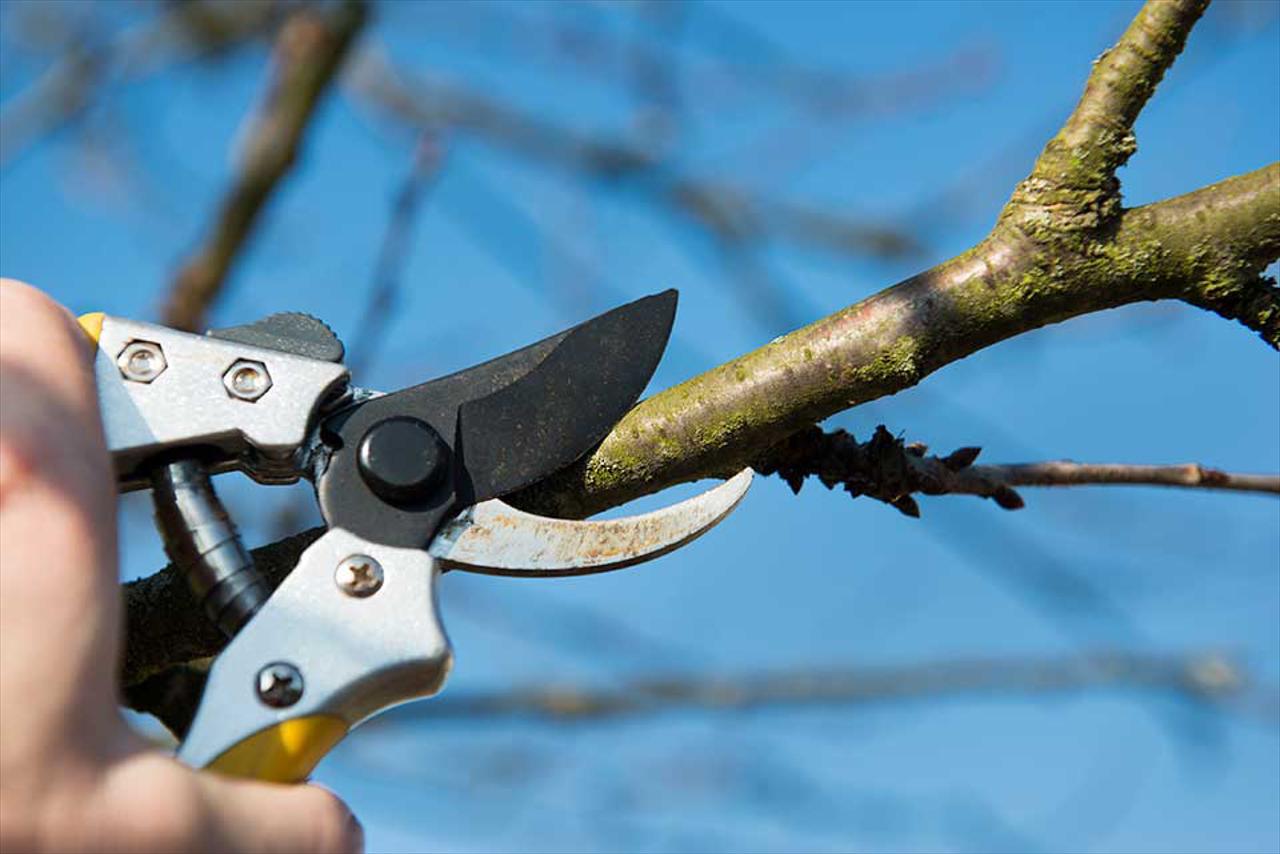 Trimming &amp; Pruning