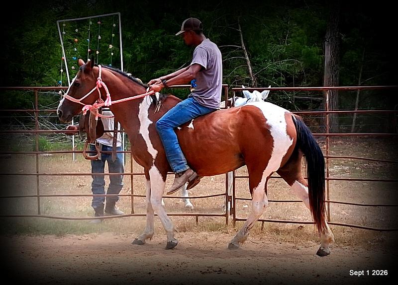 💛 🐴 Milly • Beginner Safe, Confident & Smooth Trail Mare💛