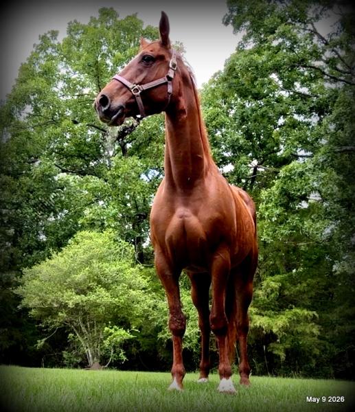 ❤️Mocha❤️Mare with a Story Still Being Written 🌟