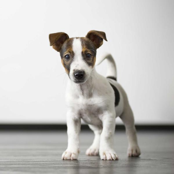 Obedience Training