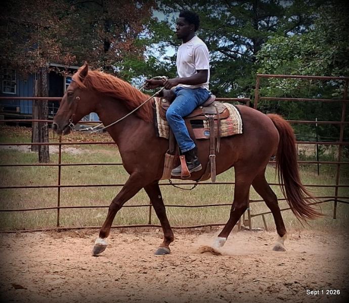 💚🐴 Cricket • Kid Safe & Beginner Safe Family Mare💚