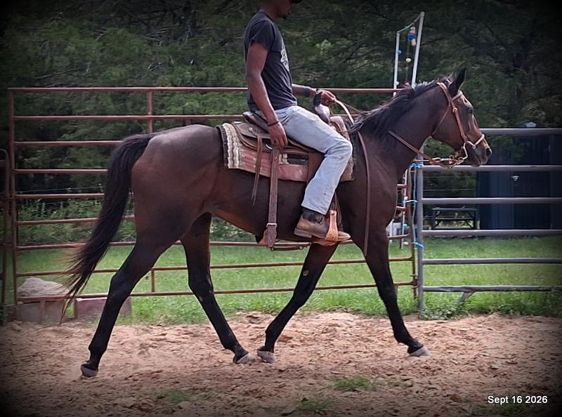 💚 Cat | Kid & Beginner Safe Family Trail Mare