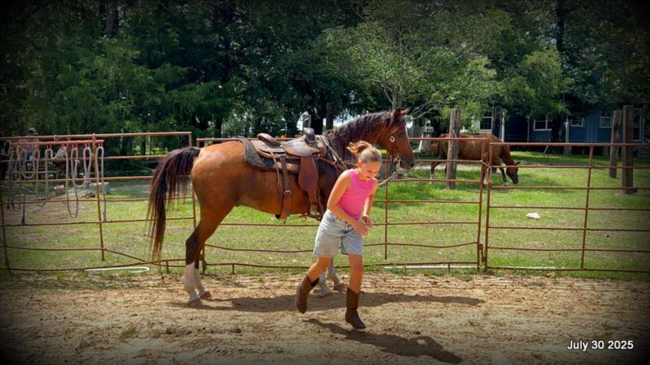 Cash- 11 Year Old Arabian Cross