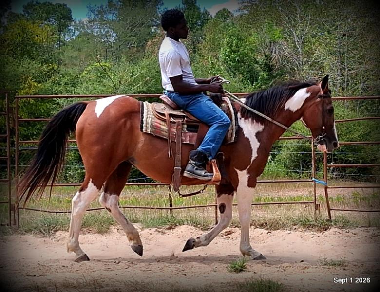 💛 🐴 Milly • Beginner Safe, Confident & Smooth Trail Mare💛