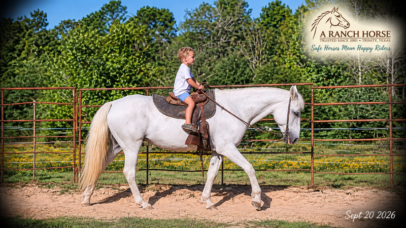 💛 Wisp | Beginner-Safe Paso Fino Mare