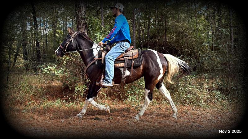 🧡Ragan🧡🎄 ✨ A Christmas Dream Horse Looking for Her Forever Home ✨ 🎄