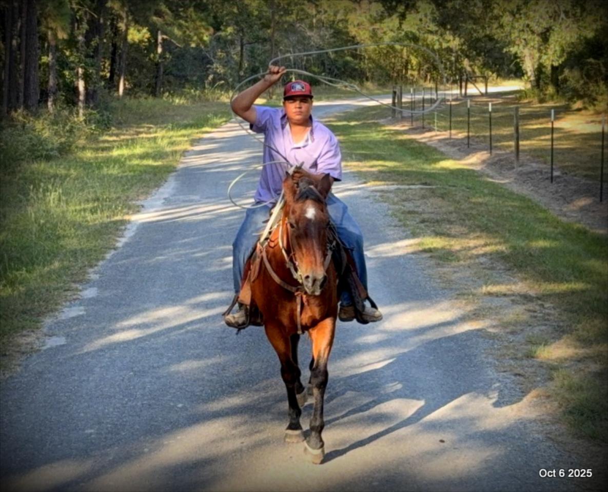 🌟 Meet Brownie – Your All-Around Ranch and Trail Partner 🌟