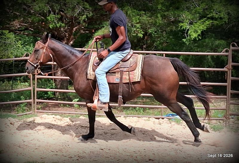 💚 Cat | Kid & Beginner Safe Family Trail Mare
