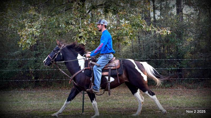 🧡Ragan🧡🎄 ✨ A Christmas Dream Horse Looking for Her Forever Home ✨ 🎄