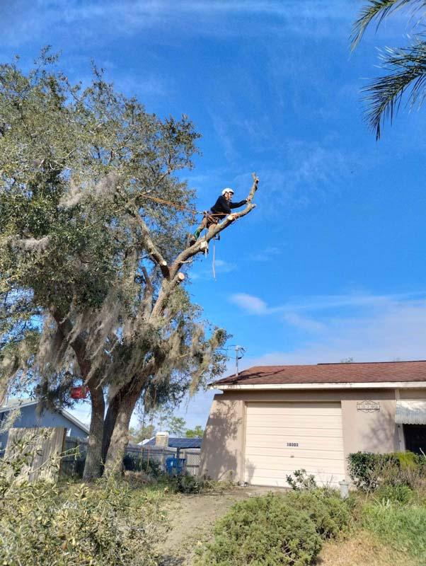 Removing deadwood from a live oak near a roof