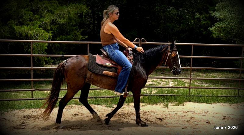 💛Bugs💛Smooth-Gaited Trail Mare 🌟