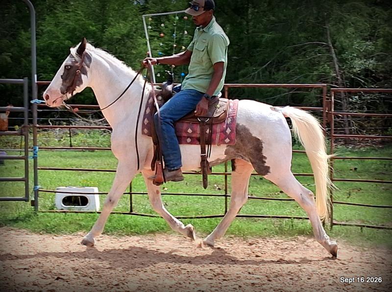 💚 Cosmo | Kid-Safe Spotted Gaited Gelding