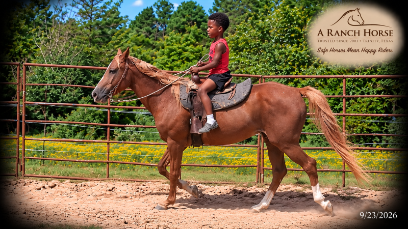 💚🐴 Blair • Kid Safe, Beginner Safe & Sweet Trail Mare💚