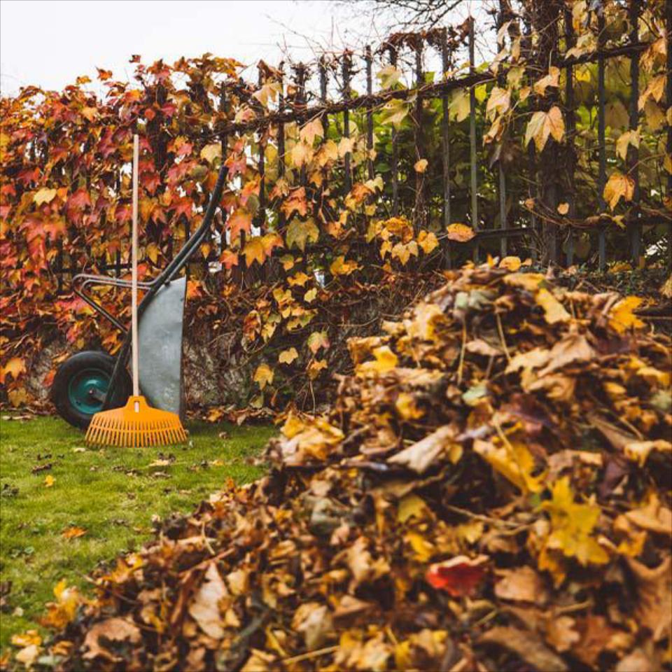 Spring/Fall Clean up