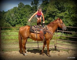 Smart Little Buzz AKA hawk