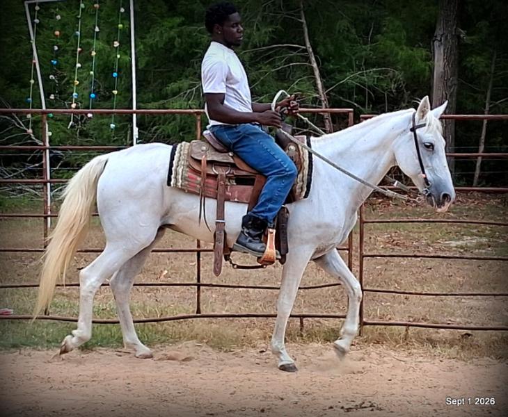 💛 🐴 Wisp • Beginner Safe, Smooth & Gentle Trail Mare 💛