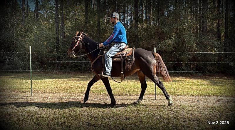 🧡Grace🧡 💔 ✨ The Underdog Who Deserves a Christmas Miracle ✨ 💔
