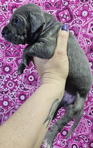 Blue Female Purple Collar