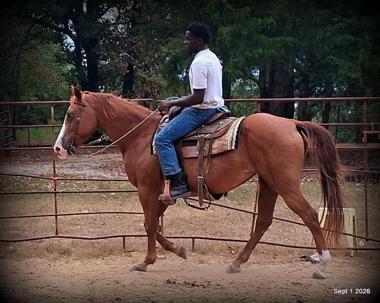 💚🐴 Brandy • Kid Safe, Family Safe & Dependable Quarter Horse Mare💚