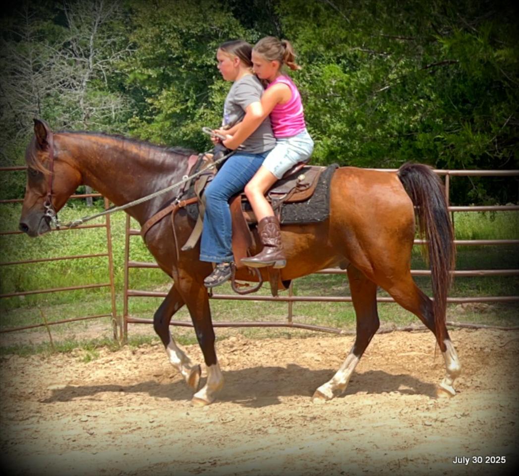 Cash- 11 Year Old Arabian Cross