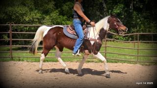Montana – The Picture-Perfect Partner with All the Right Moves